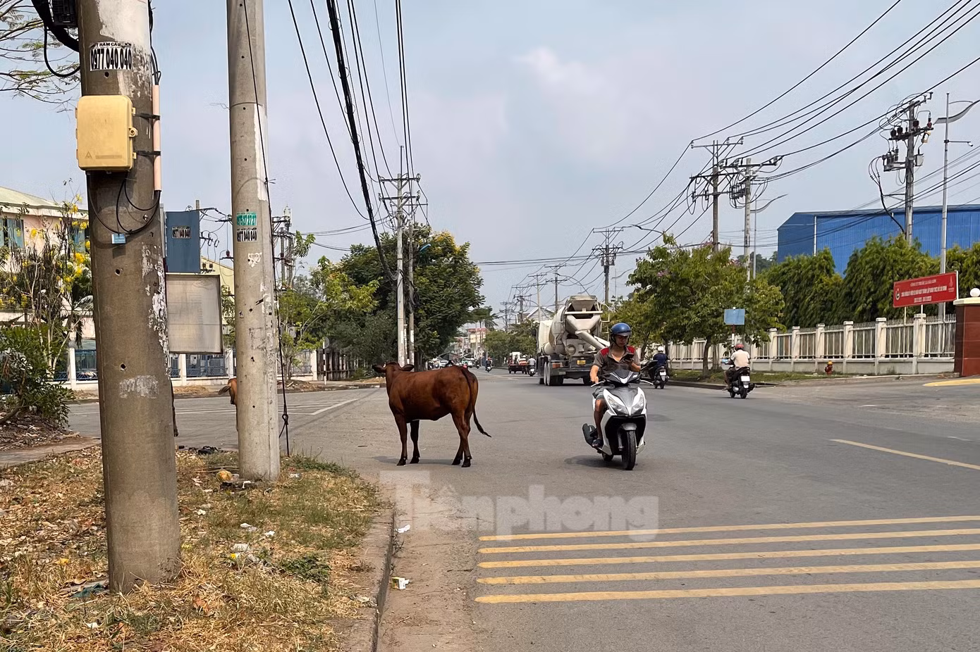 Một chú bò lạc đàn trong KCN Vĩnh Lộc.