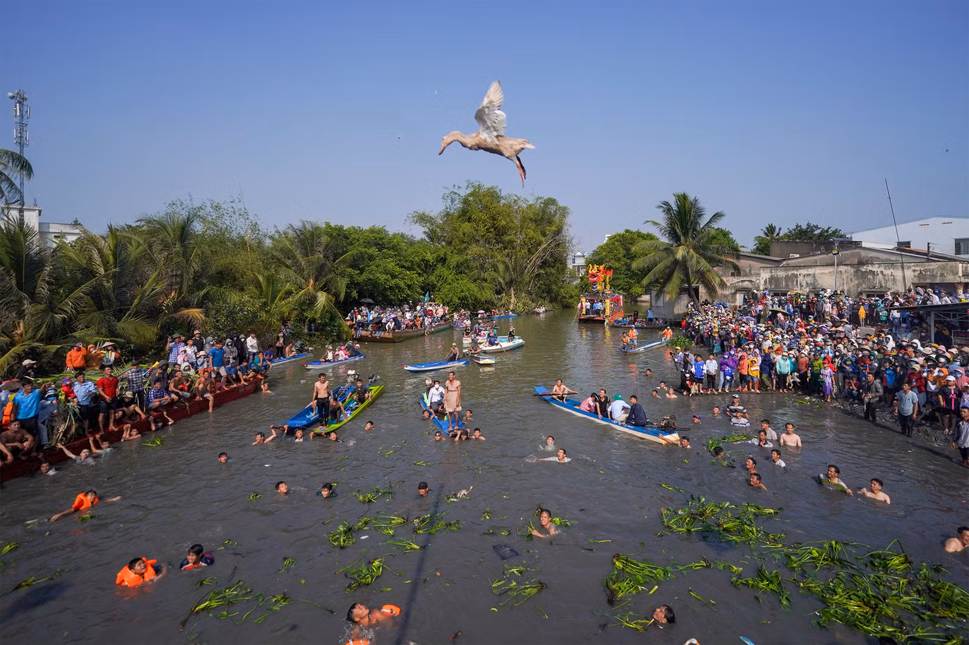 15h chiều ngày 25/2, hàng ngàn người dân tham gia lễ hội làm chay đã đứng ken cứng hai bên con rạch cạnh chợ Tầm Vu chờ xem cuộc thi bắt vịt bằng tay không.