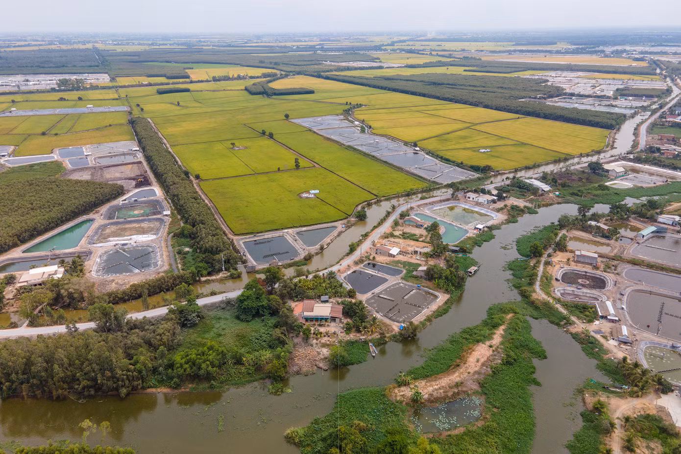 Diện tích lúa khu vực này đang trong tình trạng báo động khi người nuôi tôm thì vô tư đào ao, không theo chủ trương, người trồng lúa không dám lên tiếng vì sợ đụng chạm, xót xa nhìn sản lượng lúa sụt giảm từng mùa, chính quyền địa phương thì... thẩm quyền có hạn, chờ văn bản hướng dẫn từ tỉnh...