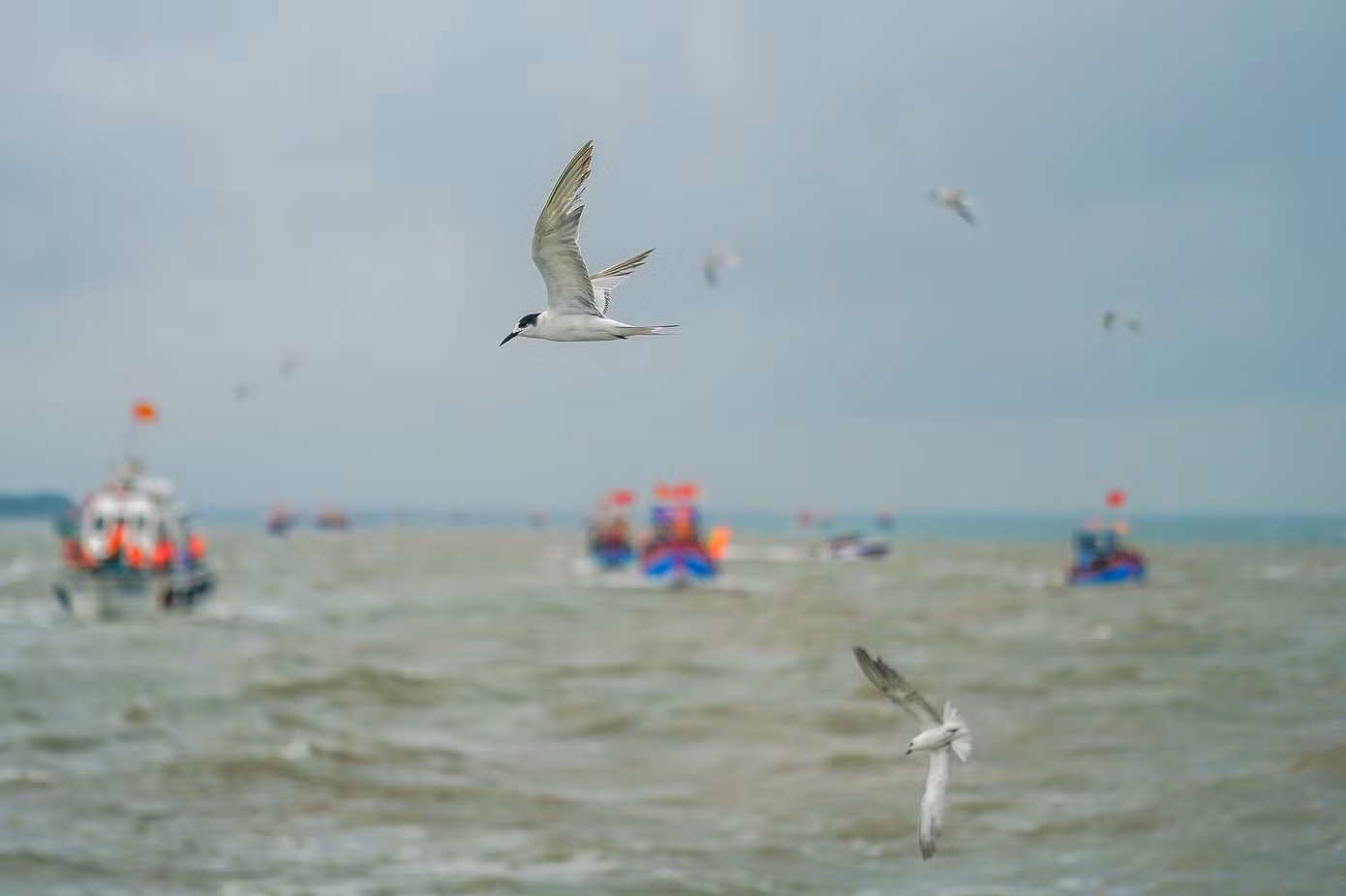 Nhiều ngư dân phấn khởi khi thấy đàn nhạn biển chao liệng quanh ghe nghinh và đây được cho là điềm lành đối với ngư dân. "Không biết vô tình hay hữu ý, thường theo sau ghe nghinh là những đàn cá nhỏ, và những chú nhạn này sẽ lao xuống nước bắt mồi như một kiểu lấy lộc biển", vị tài công ghe Nghinh Ông chia sẻ.