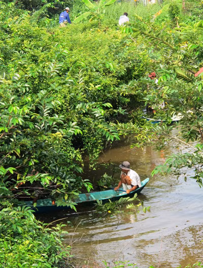 Truy tìm cá sấu sổng chuồng