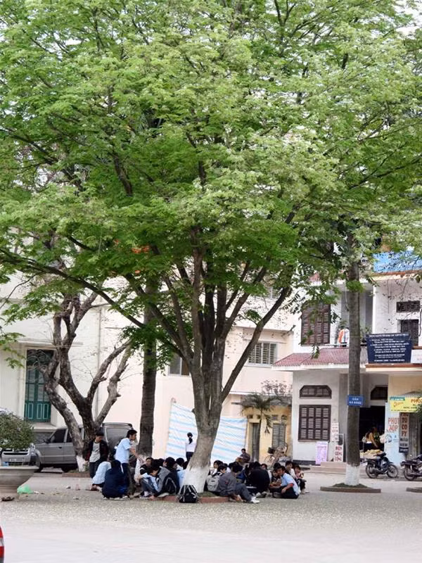 Rất nhiều học sinh, sinh viên ở ký túc xá Mễ Trì (ĐHQGHN) và các trường lân cận thường tụ tập dưới gốc những cây sưa để trò chuyện.