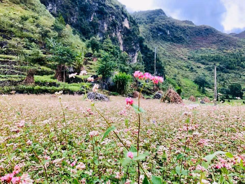 “Hà Giang sắp chuyển sang Đông nên hi vọng mưa lũ sẽ giảm bớt, để du khách có thể đến Hà Giang du lịch nhiều hơn. Bởi đến hẹn lại lên, từ cuối tháng 10 đến tháng 11 dương lịch hàng năm, là khoảng thời gian hoa tam giác mạch ở Hà Giang nở rộ nhất, và cũng là lúc du khách lên đây tham gia Lễ hội Hoa tam giác mạch nhộn nhịp nhất", anh Mạnh Tour nói. “Hà Giang sắp chuyển sang Đông nên hi vọng mưa lũ sẽ giảm bớt, để du khách có thể đến Hà Giang du lịch nhiều hơn. Bởi đến hẹn lại lên, từ cuối tháng 10 đến tháng 11 dương lịch hàng năm, là khoảng thời gian hoa tam giác mạch ở Hà Giang nở rộ nhất, và cũng là lúc du khách lên đây tham gia Lễ hội Hoa tam giác mạch nhộn nhịp nhất", anh Mạnh Tour nói.