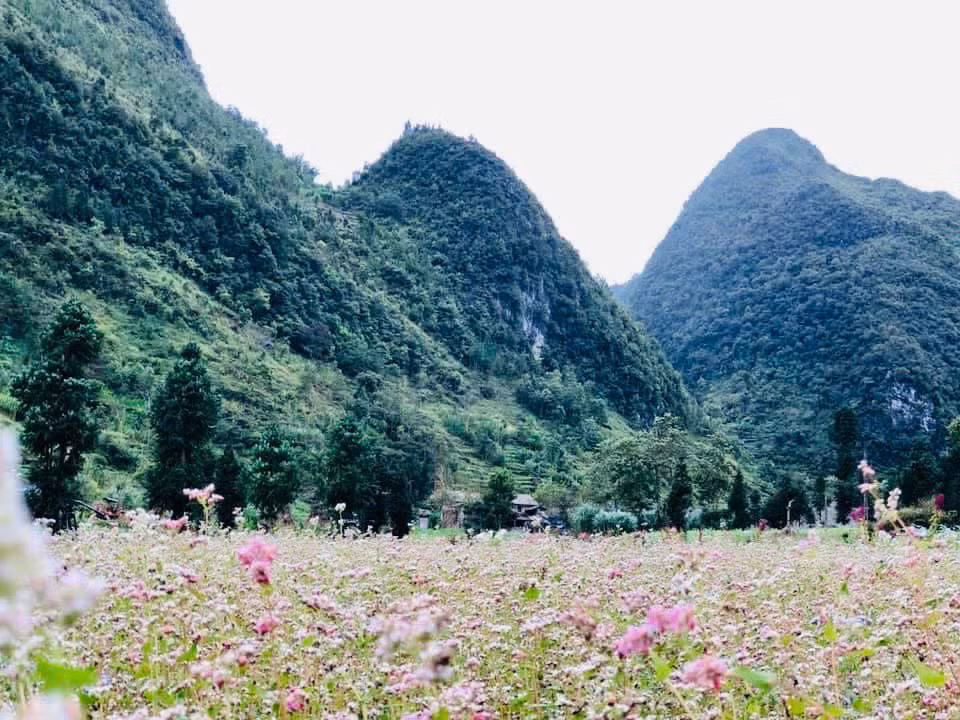 “Hà Giang sắp chuyển sang Đông nên hi vọng mưa lũ sẽ giảm bớt, để du khách có thể đến Hà Giang du lịch nhiều hơn. Bởi đến hẹn lại lên, từ cuối tháng 10 đến tháng 11 dương lịch hàng năm, là khoảng thời gian hoa tam giác mạch ở Hà Giang nở rộ nhất, và cũng là lúc du khách lên đây tham gia Lễ hội Hoa tam giác mạch nhộn nhịp nhất", anh Mạnh Tour nói. “Hà Giang sắp chuyển sang Đông nên hi vọng mưa lũ sẽ giảm bớt, để du khách có thể đến Hà Giang du lịch nhiều hơn. Bởi đến hẹn lại lên, từ cuối tháng 10 đến tháng 11 dương lịch hàng năm, là khoảng thời gian hoa tam giác mạch ở Hà Giang nở rộ nhất, và cũng là lúc du khách lên đây tham gia Lễ hội Hoa tam giác mạch nhộn nhịp nhất", anh Mạnh Tour nói.