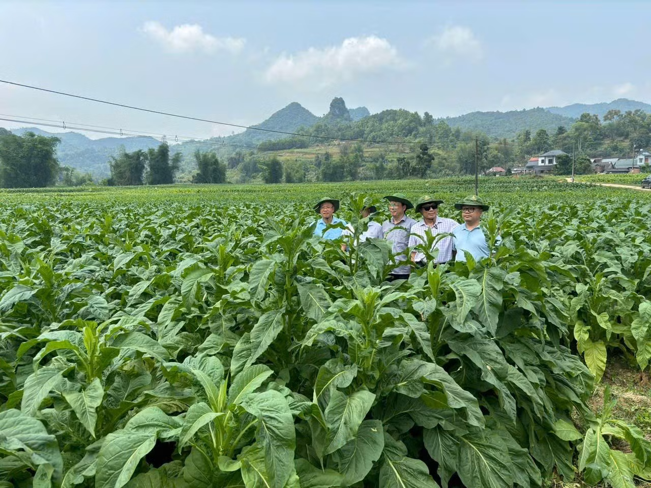 Cây thuốc lá tươi tốt tại Ngân Sơn