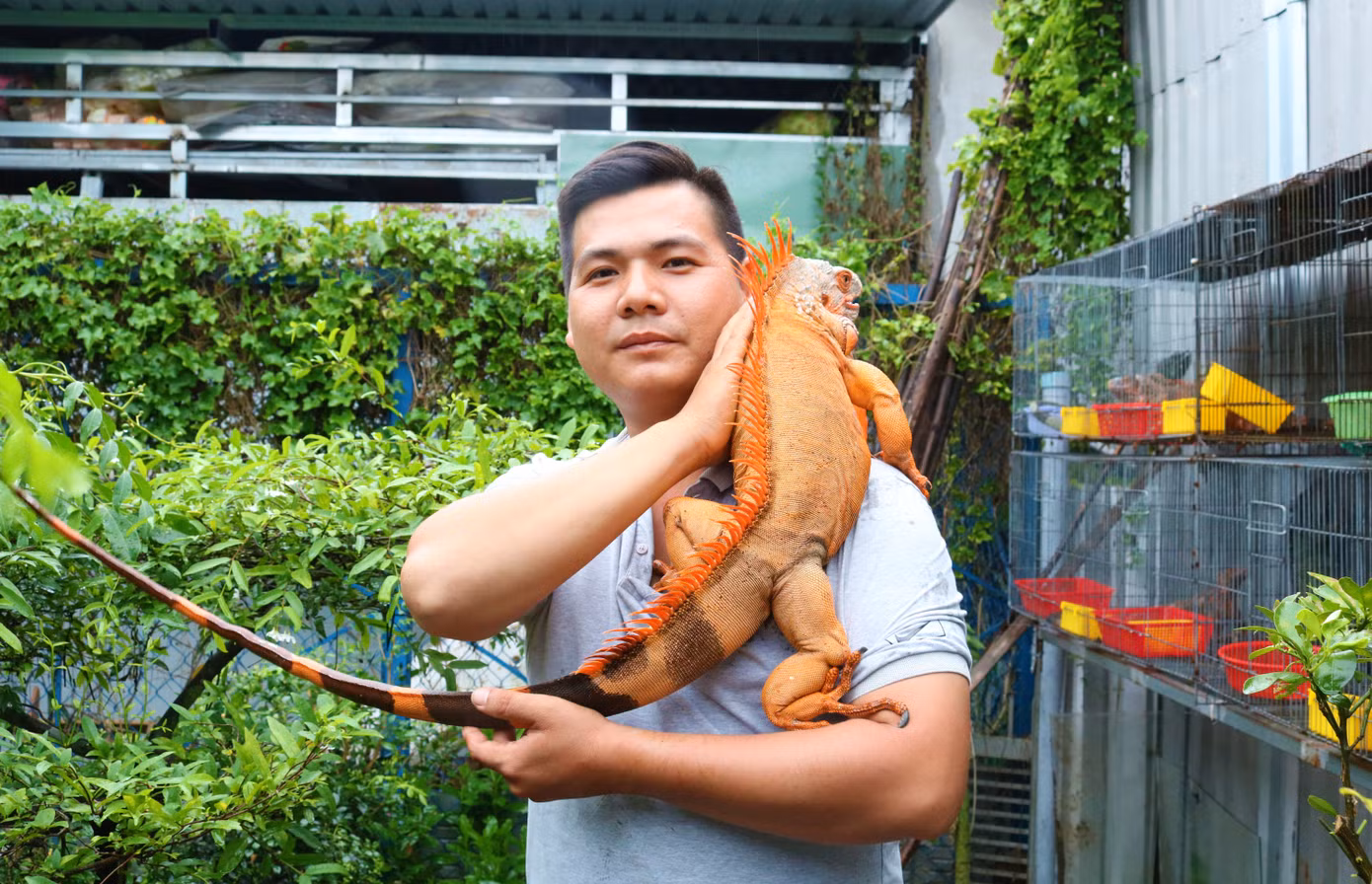 Rồng Nam Mỹ - Thú cưng độc lạ miền Tây ảnh 2