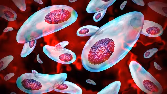 Toxoplasma có thể xâm nhập vào hệ thống sinh sản. (Ảnh: wildpixel)