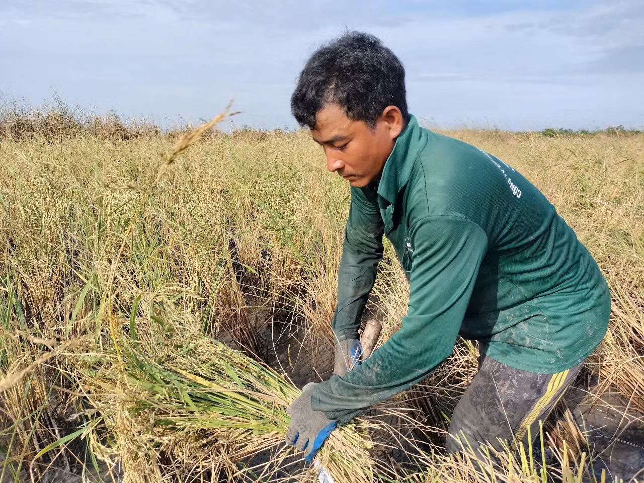 Do đất mềm, nhiều sình lầy, máy gặt liên hợp không thể hoạt động được, nên chủ vuông tôm - lúa phải thuê nhân công gặt tay.
