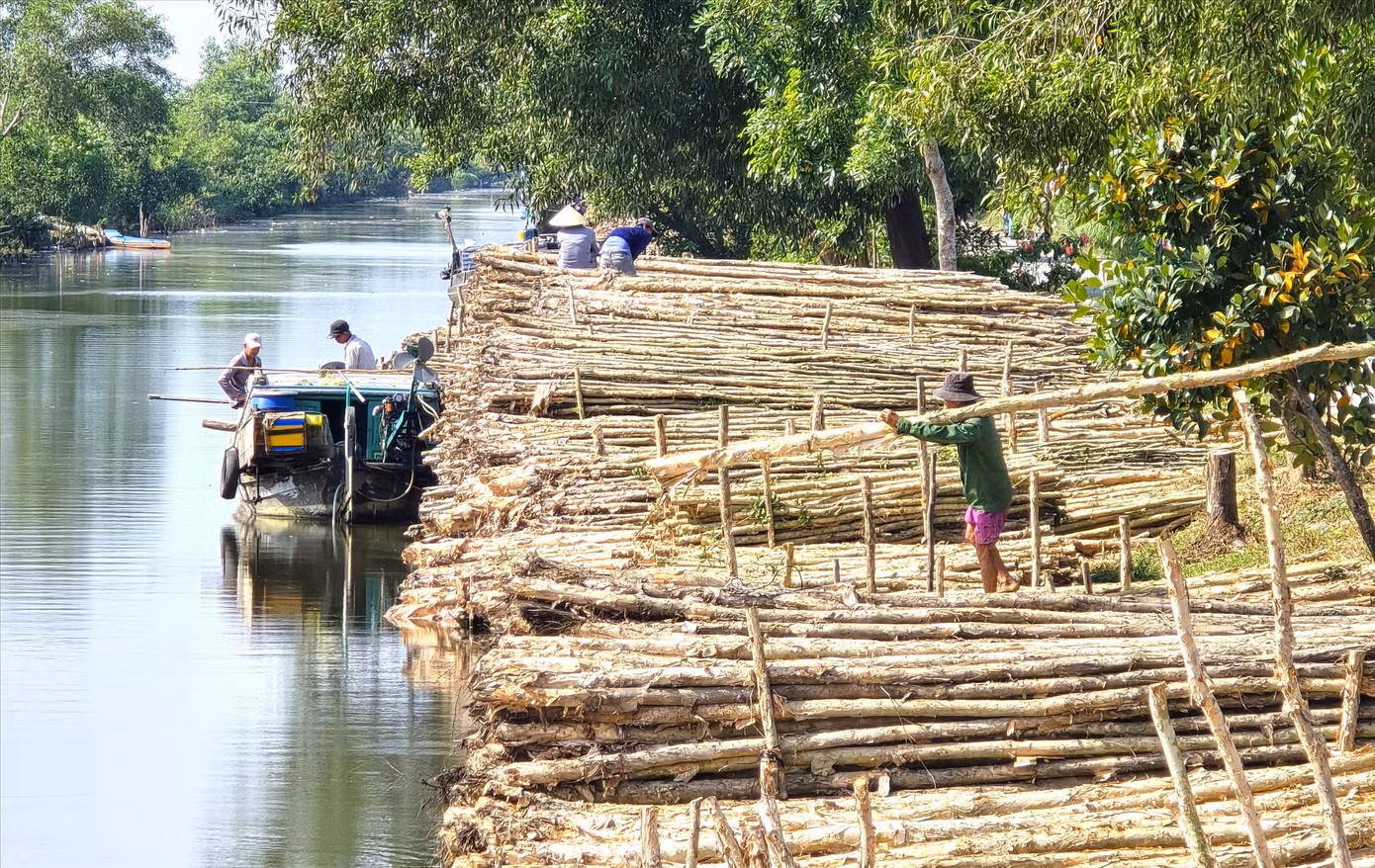Phận đời mưu sinh nơi ‘chợ tràm’ U Minh Hạ ảnh 3
