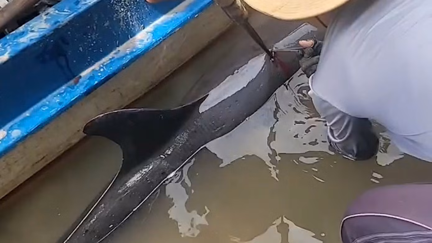 Người dân giải cứu con cá heo bị cây chỉa đâm khi bơi "lạc" vào sông ở Cà Mau.