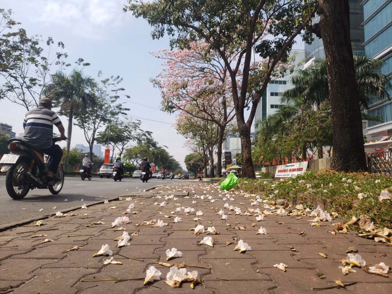 Hoa khi nở sẽ trổ thành từng cụm, lúc rộ có màu hồng tươi đến khi sắp tàn thì có màu hồng phấn. Mỗi cụm có khoảng 5 – 10 bông hoa, nụ hoa lớn nhỏ nối tiếp nhau, hoa rơi thì nụ nở, cứ như thế đến hết mùa.