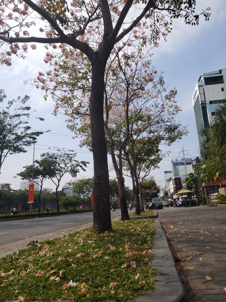 Đa phần là các cây kèn hồng có màu hồng đậm hoặc màu hồng nhạt.