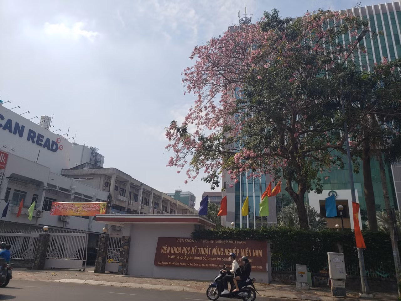Một gốc kèn hồng lớn, như tô điểm cho trụ sở Viện Khoa học Kỹ thuật Nông nghiệp miền Nam (Q. 1).