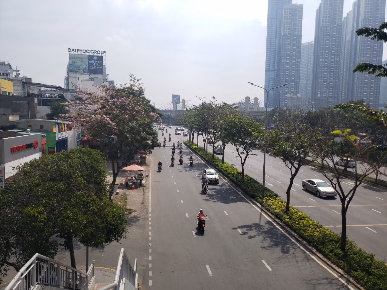 Những cây kèn hồng được trồng xen kẽ với các cây bóng mát khác tại đường Điện Biên Phủ (Q. Bình Thạnh).