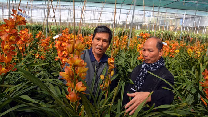 Địa lan tiền triệu 'xuất xưởng' về xuôi ảnh 1
