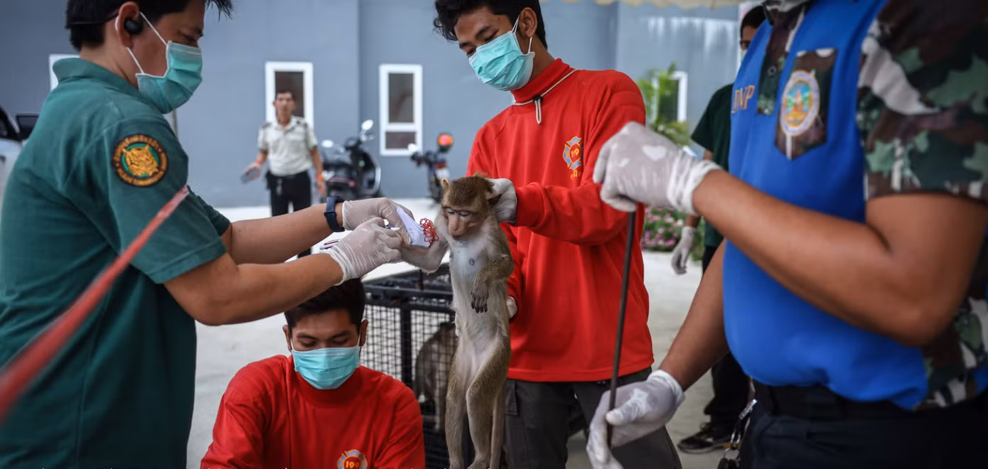 Khoảng 1.600 con khỉ bị nuôi nhốt và triệt sản ở Lopburi. Ảnh: Reuters.
