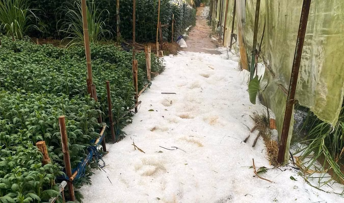 Đá tràn vào vườn rau ở huyện Lạc Dương