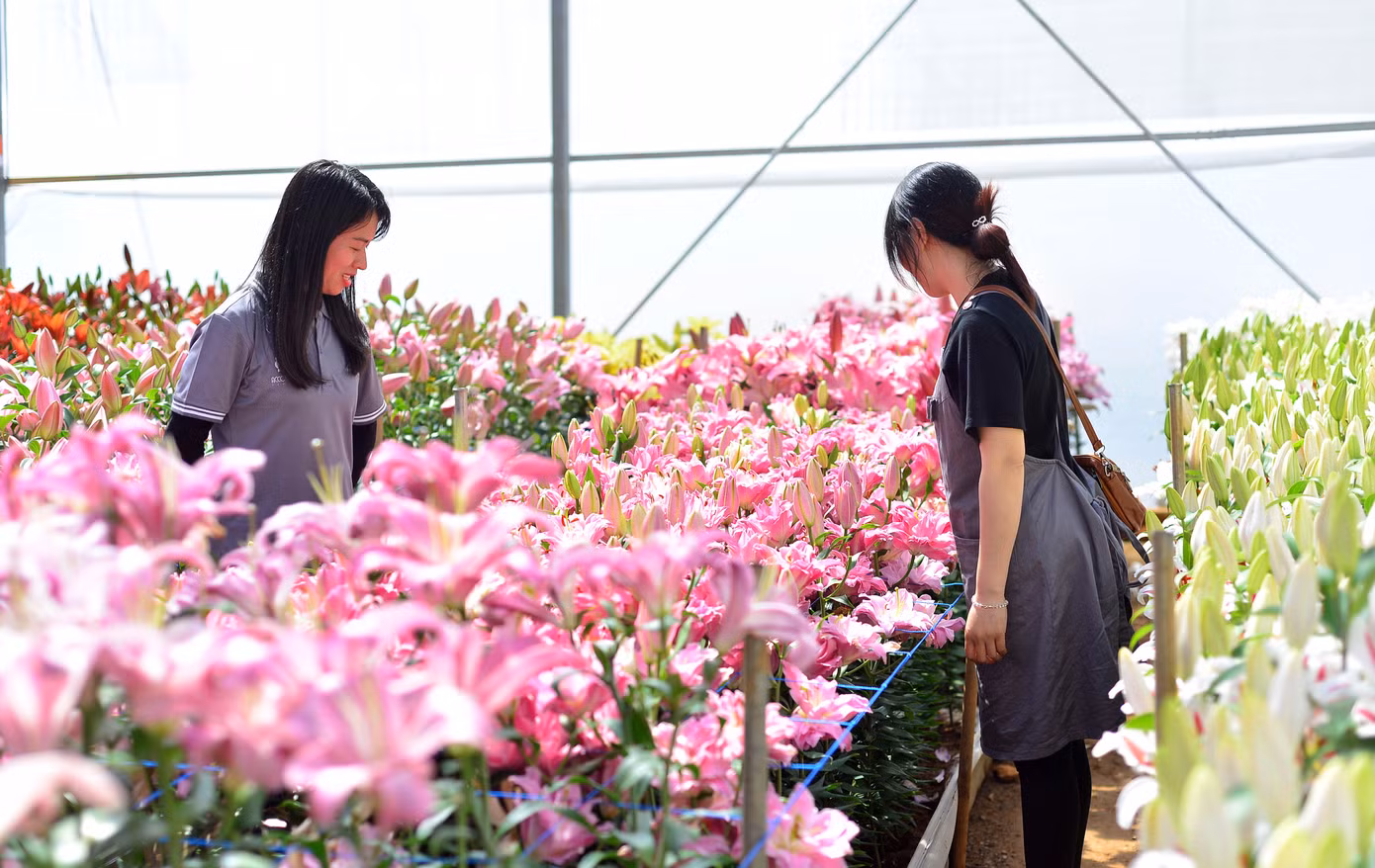 Nhiều dòng hoa lys giống mới được tung ra thị trường Tết Nhiều dòng hoa lys giống mới được tung ra thị trường Tết