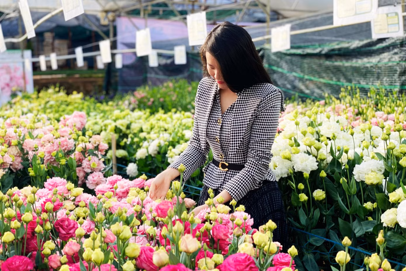Cát tường cánh xoăn hút khách hàng Cát tường cánh xoăn hút khách hàng