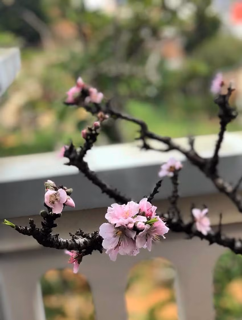 Cây đào thất thốn Đà Lạt của anh Bùi Văn Sang