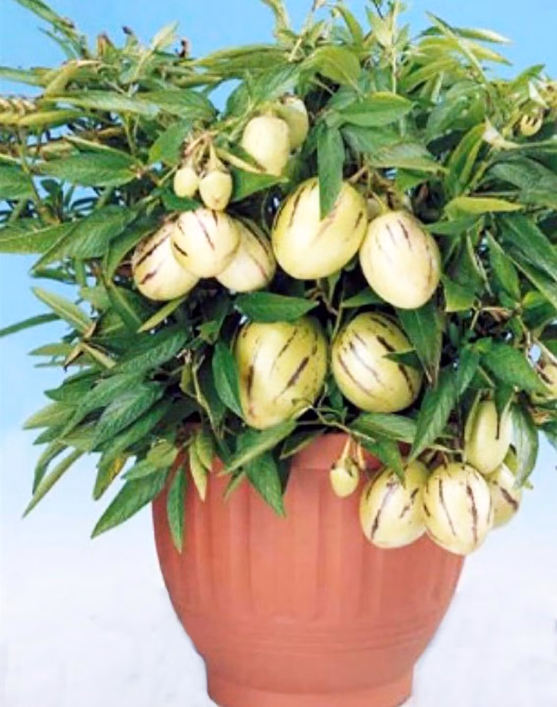 Chậu dưa pepino