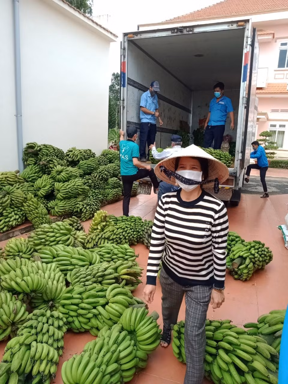 Chuối "tiến Vua" được chuyển đến vùng dịch