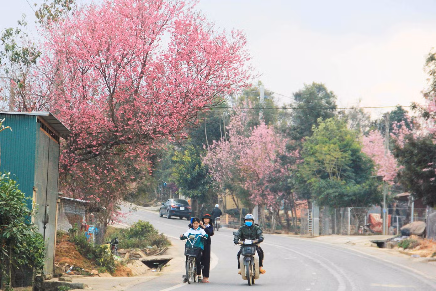 Hoa nở rực rỡ ven đường