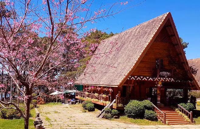 Mai anh đào nở hoa rực rỡ
