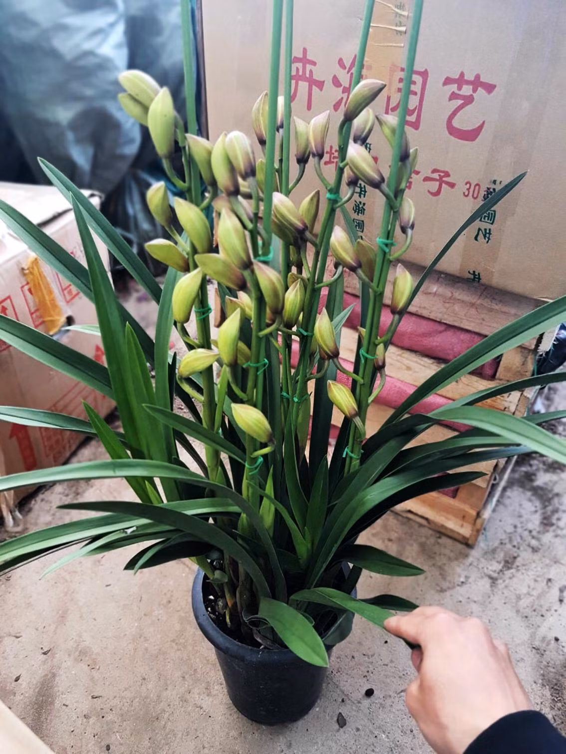Hoa lan Trung Quốc thâm nhập thị trường Việt Nam
