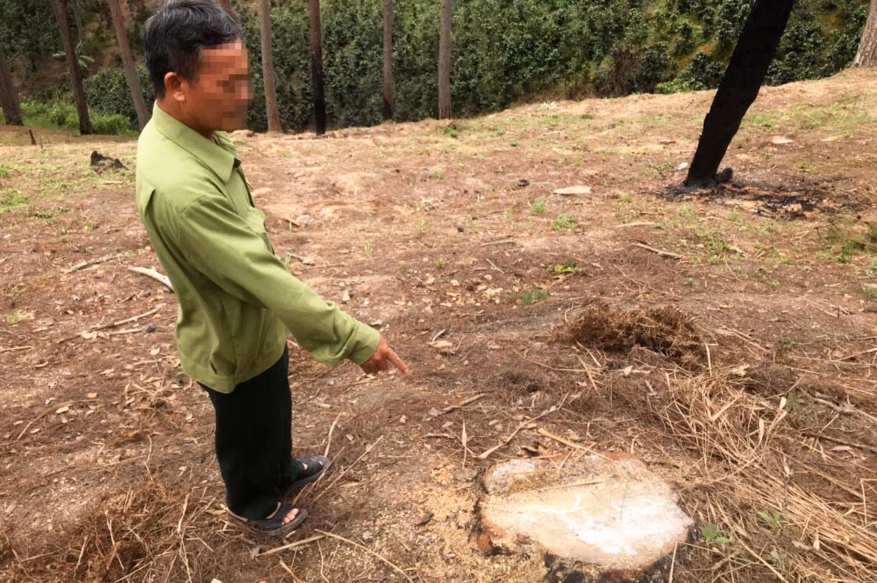 N.Đ.H. xác nhận hiện trường phá rừng