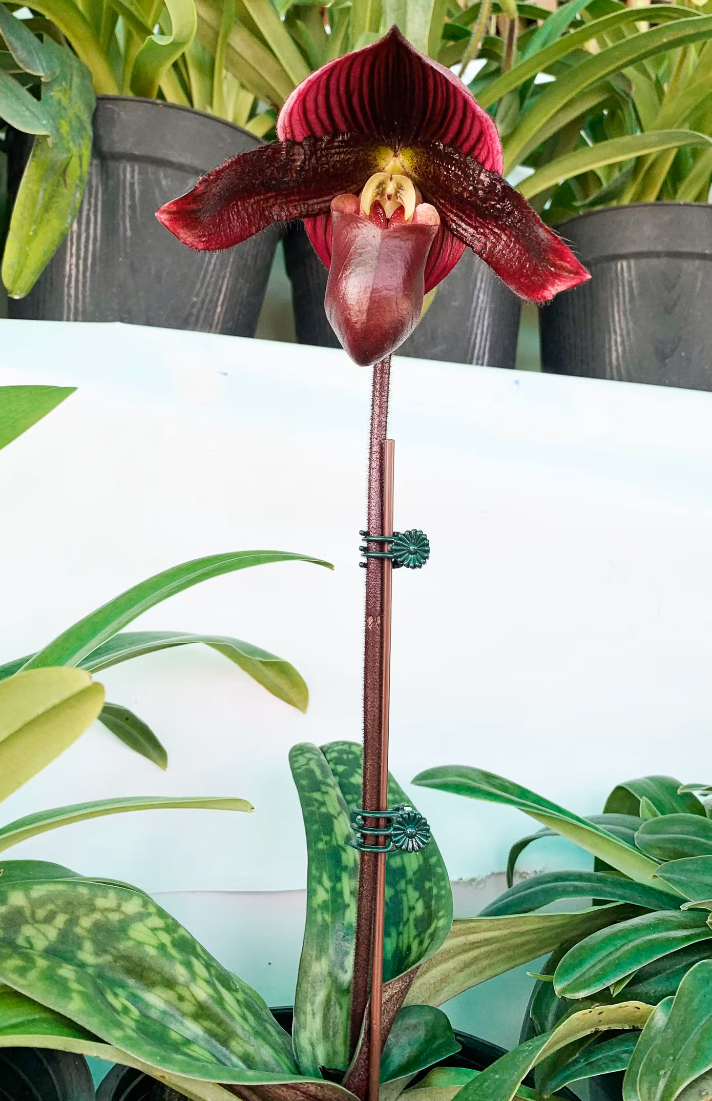Maudi, một loài lan mới ở Đà Lạt