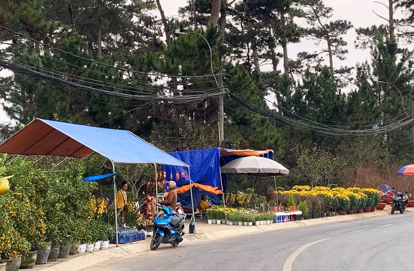 Phố hoa, rừng thông kém thơ mộng vì dây điện mắc chằng chịt