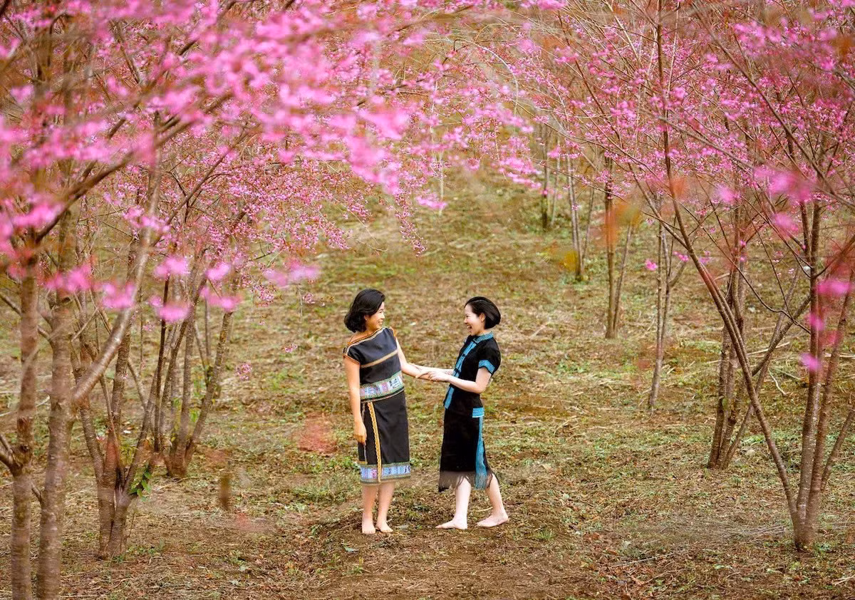 Vào mùa, mai anh đào “nhuộm hồng” Măng Đen.