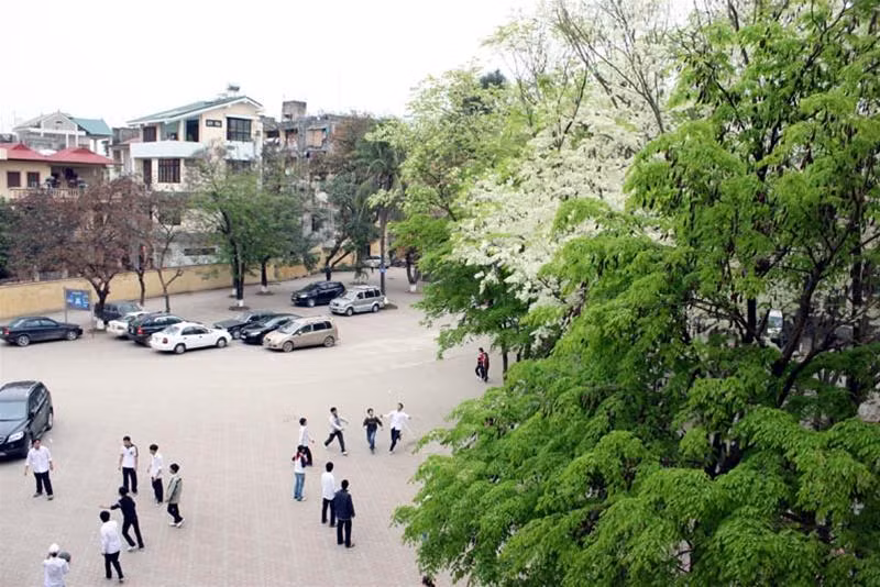 Sân trường THPT Chuyên ĐH Khoa học Tự Nhiên (ĐHQGHN) những ngày này hoa sưa nở đẹp hơn bất cứ lúc nào.