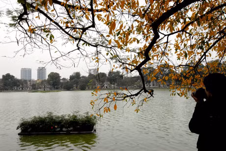 Những cây lộc vừng lá vàng ống ánh rủ xuống bên hồ