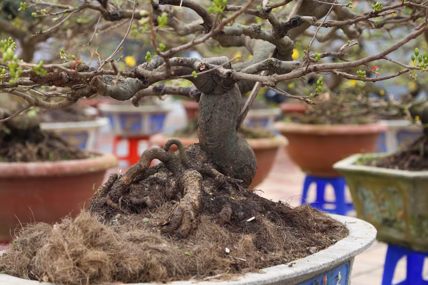 Anh Thế thuê 3 bãi để bày bán mai Tết ở Đà Nẵng (một bãi ở quận Cẩm Lệ, hai bãi ở khu vực chợ hoa Tết, quận Hải Châu). Dù bày bán nhiều ngày nhưng khách mua vẫn chưa tấp nập, đa phần là các thương lái, khách hàng cơ quan, doanh nghiệp.