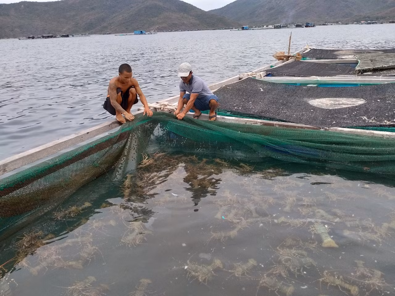Người dân nuôi tôm hùm giống ở huyện Vạn Ninh, tỉnh Khánh Hòa. Ảnh: K.S.