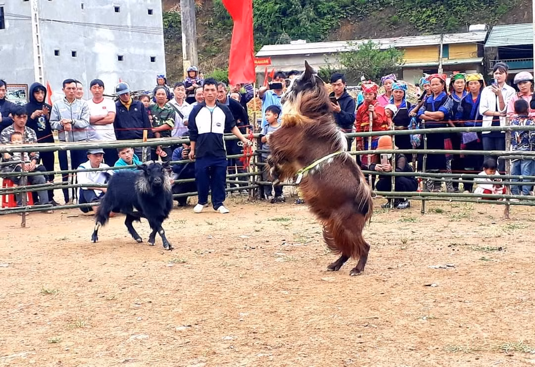 Không quá mạnh mẽ như những cuộc chọi trâu, chọi dê nhẹ nhàng hơn nhưng cũng không kém phần hấp dẫn. Những miếng đánh hiểm như kẹp sừng, bẻ sừng, kẹp chân, quật ngã của những chú dê làm nóng không gian sới đấu.