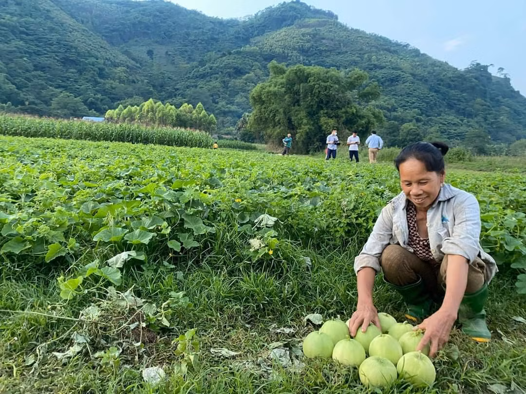 Sau khi đến mùa thu hoạch, những người nông dân trực tiếp đến thu hoạch và chở vào đất liền để bán cho lái buôn đến thu mua ngay tại bến hay bán cho những người dân, du khách. Sau khi đến mùa thu hoạch, những người nông dân trực tiếp đến thu hoạch và chở vào đất liền để bán cho lái buôn đến thu mua ngay tại bến hay bán cho những người dân, du khách.