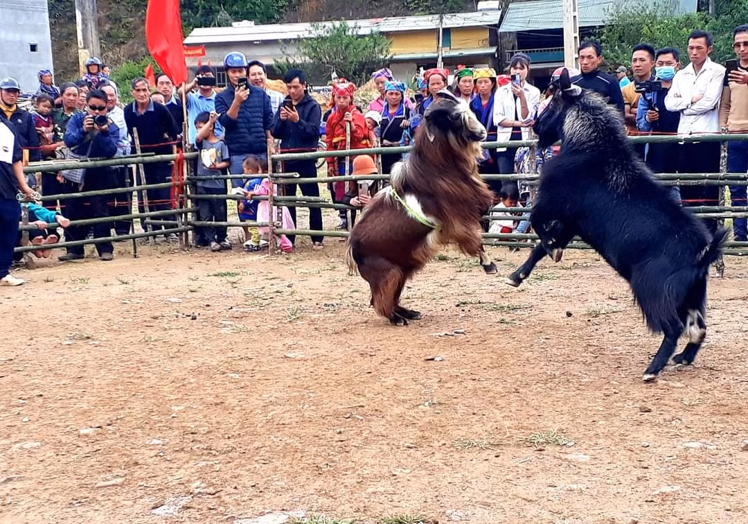 Đây là hoạt động gắn liền với sự phát triển trong suốt chiều dài lịch sử của vùng đất và con người Mù Cang Chải. Đồng thời nhằm giới thiệu, quảng bá tiềm năng, thế mạnh phát triển du lịch của địa phương.