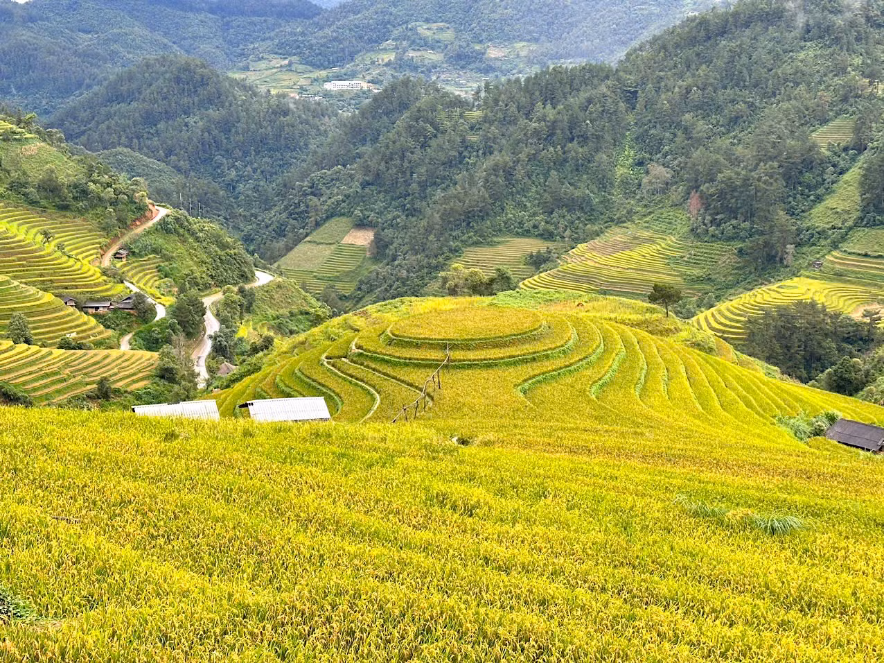 Đồi Mâm Xôi ở La Pán Tẩn, cách trung tâm huyện Mù Cang Chải khoảng 8km là điểm đến nổi tiếng cho du khách khi đến Yên Bái ngắm cảnh mùa vàng.