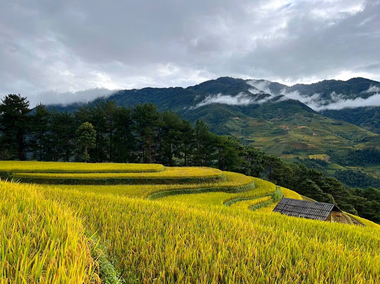 Năm 2019, danh thắng ruộng bậc thang Mù Cang Chải đã được xếp hạng là Di tích quốc gia đặc biệt. Hàng năm, rất đông du khách lựa chọn tới đây du lịch để trải nghiệm mùa vàng trên các ruộng bậc thang.