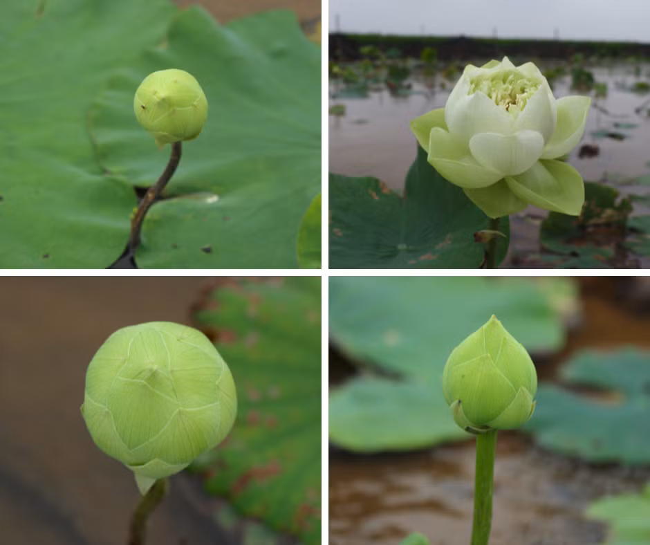 Vì đầu mùa, số lượng gốc chưa nhiều nên lượng hoa thu hoạch bán cũng hạn chế, đẩy giá thành lên cao, thậm chí gấp đôi so với hoa chính vụ.