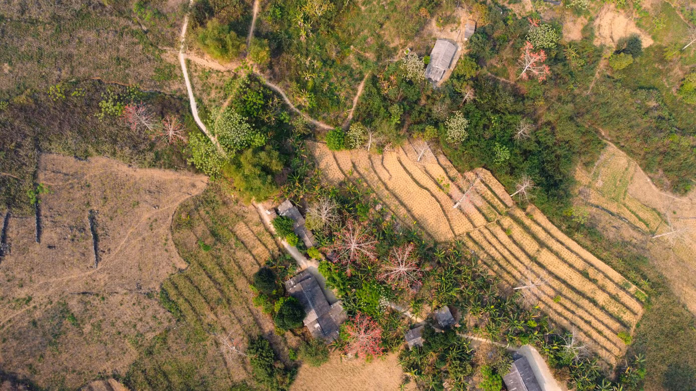 Tháng 4 về, từ TP. Hà Giang đi theo quốc lộ 4C lên với 4 huyện vùng cao núi đá (Quản Bạ, Yên Minh, Đồng Văn, Mèo Vạc) sẽ dễ dàng bắt gặp những cây hoa gạo mọc ven đường.