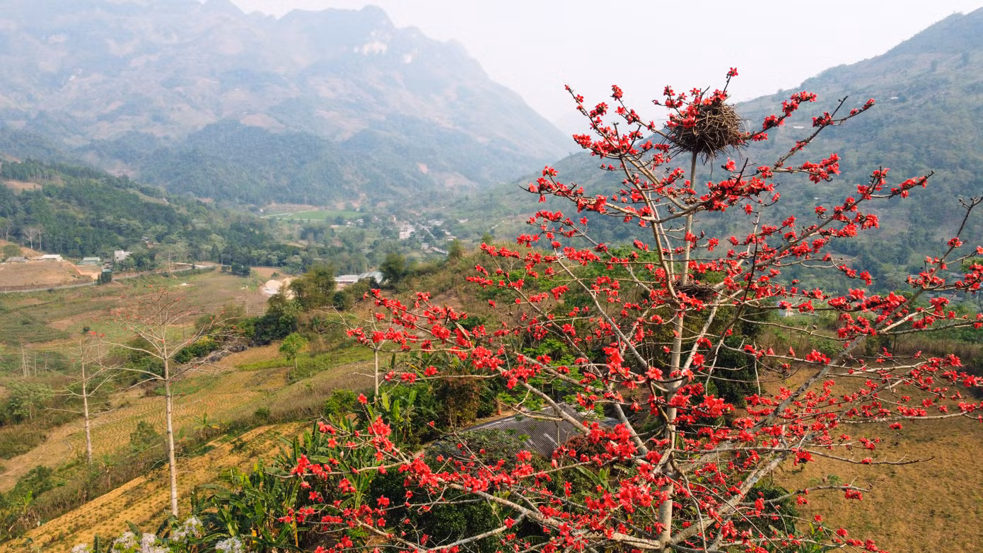 Một cây gạo bên con đường từ Mèo Vạc về Yên Minh (Hà Giang) được chim muông chọn làm nơi làm tổ.