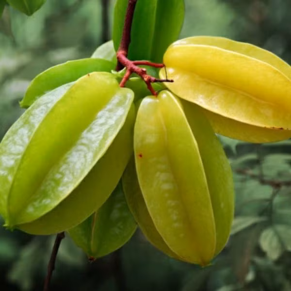 Khế chua, chống chỉ định với người bệnh đau dạ dày.
