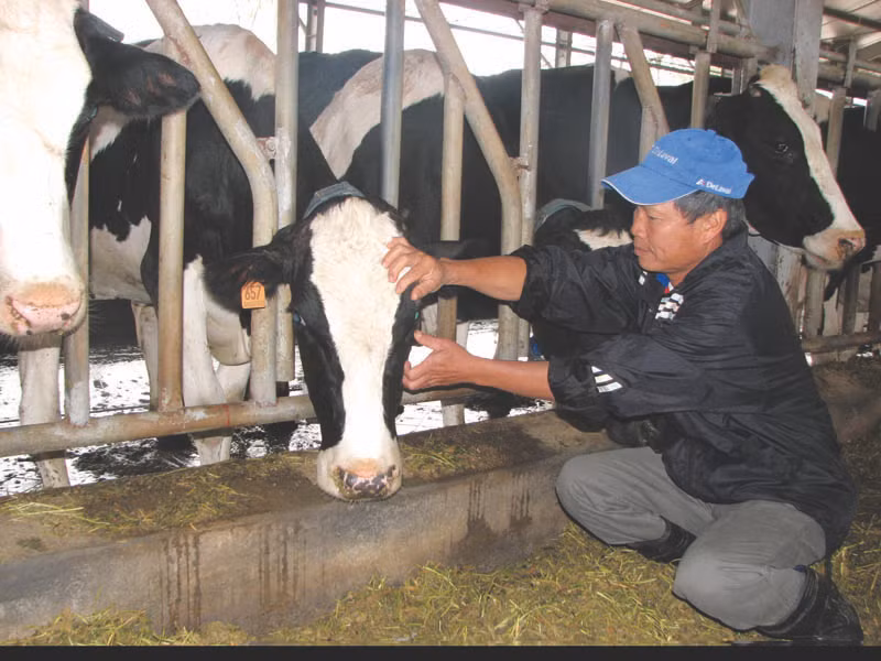 Ông Hùng kiểm tra mắt bò. Ông Hùng kiểm tra mắt bò