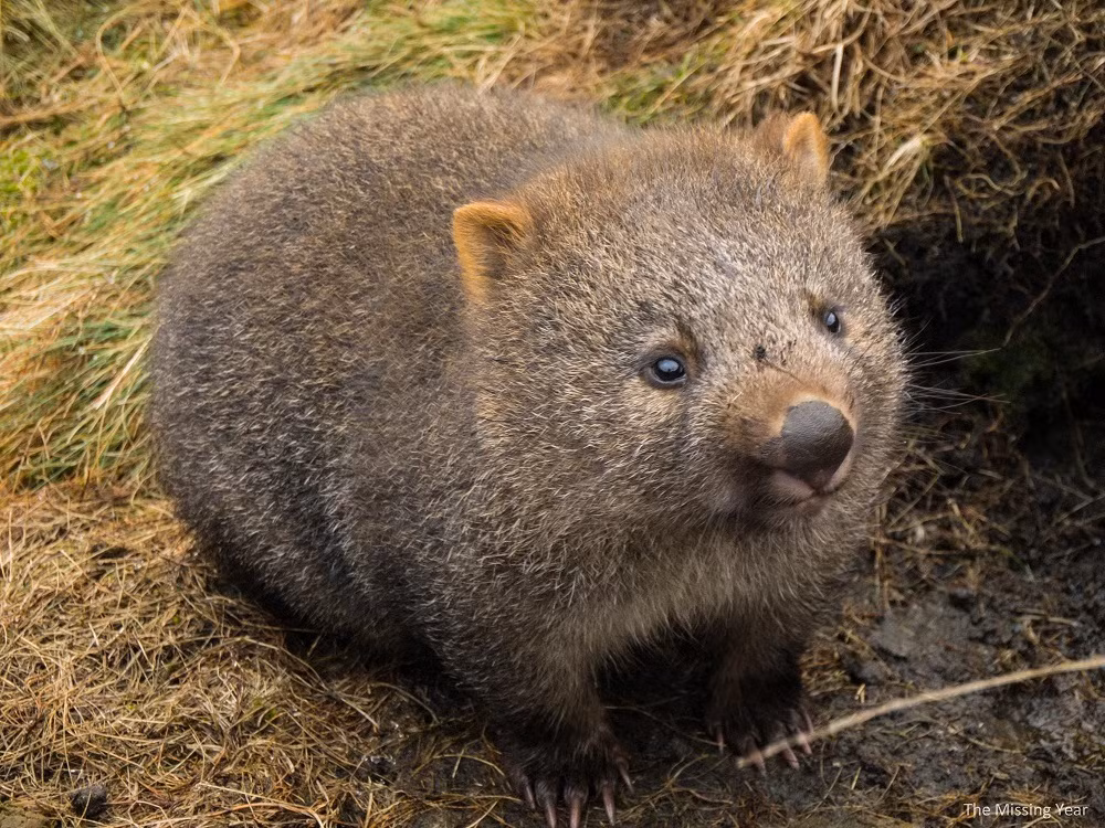 Loài wombat - gấu túi mũi trần.