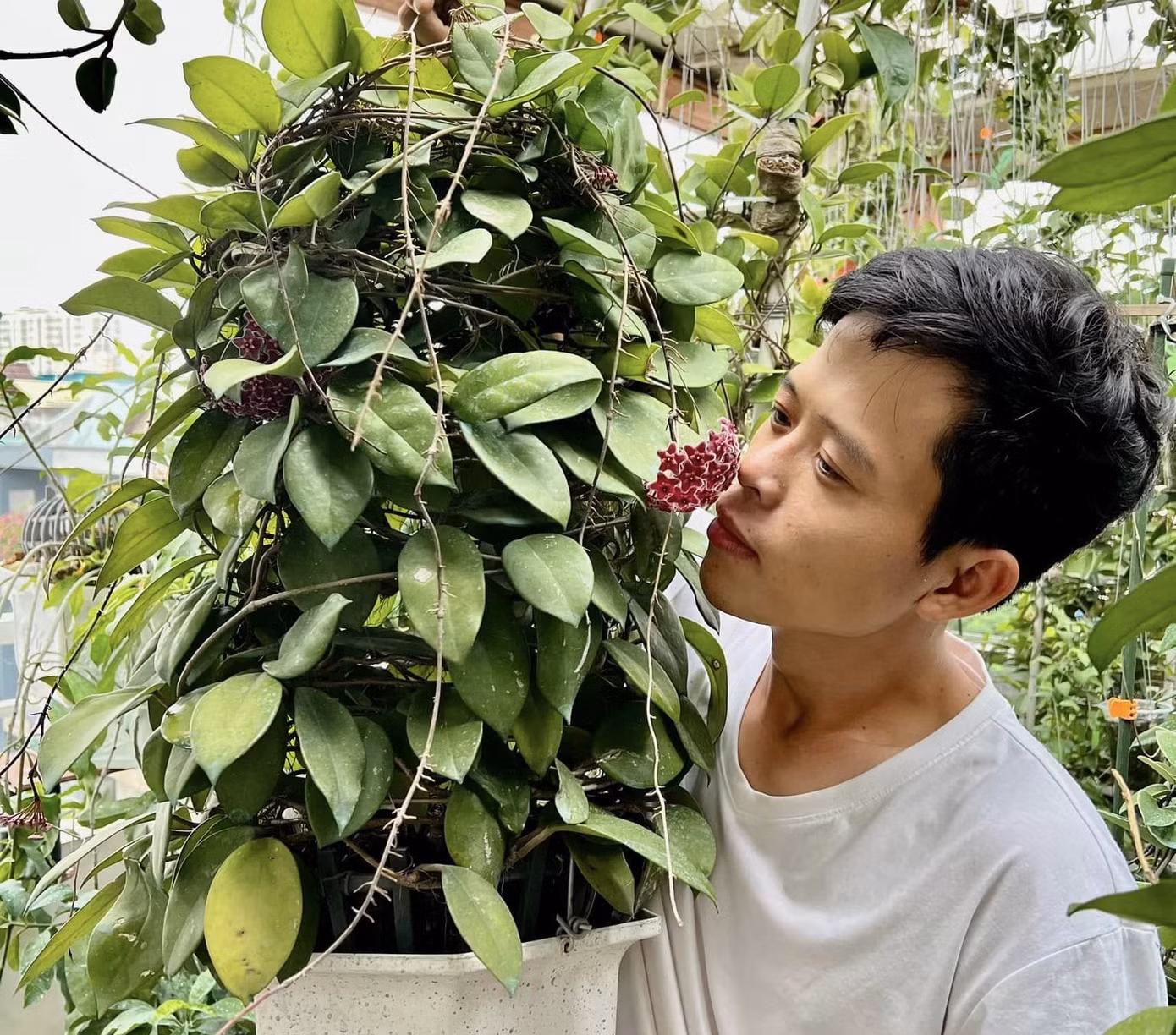 Mang về trồng, khi chậu hoa nở thành những chùm hình cầu với hoa 5 cánh thơm dịu, Phúc bị quyến rũ và bắt đầu tìm hiểu. Sau đó mới biết đó là loài hoa Cẩm Cù, tên tiếng Anh là Hoya, với mỗi giống mang một tên khoa học riêng. Mang về trồng, khi chậu hoa nở thành những chùm hình cầu với hoa 5 cánh thơm dịu, Phúc bị quyến rũ và bắt đầu tìm hiểu. Sau đó mới biết đó là loài hoa Cẩm Cù, tên tiếng Anh là Hoya, với mỗi giống mang một tên khoa học riêng.