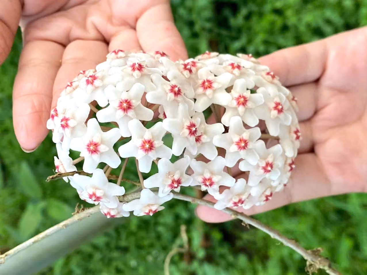Về quê, Phúc làm công an viên thường trực ở xã Phước Minh thuộc huyện biên giới Bù Gia Mập. Trong một lần tham gia hoạt động tình nguyện ở địa phương, anh được người bạn tặng một chậu hoa, nhưng khi ấy chưa biết tên hoa. Về quê, Phúc làm công an viên thường trực ở xã Phước Minh thuộc huyện biên giới Bù Gia Mập. Trong một lần tham gia hoạt động tình nguyện ở địa phương, anh được người bạn tặng một chậu hoa, nhưng khi ấy chưa biết tên hoa.